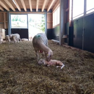 Heute Nachmittag ist - ganz überraschend - unser erstes Lamm geboren. Es ist gesund und munter und läuft schon mit seiner Mama durch den Stall 🐑🥰

#urlaubaufdembauernhof #geburt #lamm #schafe #bauernhof #tierliebe