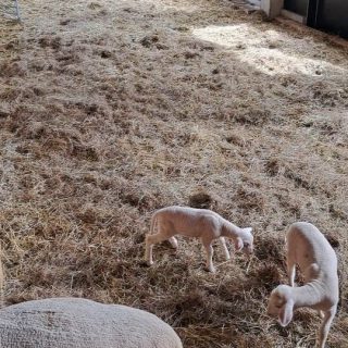 Unser kleines Lamm ist gar nicht mehr so klein und hat auch schon einen Freund zum Spielen bekommen 🐑🥰

#urlaubaufdembauernhof #lamm #schafe #spielen #stall #bauernhof #spaß #lebensfreude #landleben