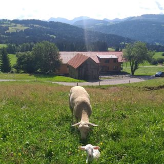 Heute Morgen gab es, bei schönstem Wetter, wieder eine Geburt auf der Weide 🥰🐑☀️

#urlaubaufdembauernhof #schafe #lamm #landleben #westallgäu #berge #bergblick #weide #bauernhof #ferienwohnung #ferien