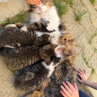 Leben/ Urlaub auf dem Bauernhof 🐈🐑

Wenn eine Katzenmama ihre Jungen versorgt,
werden selbst die Kleinsten ganz ruhig.

#urlaubaufdembauernhof #landleben #tierkinder #familienurlaub #natur