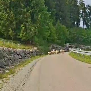 Joggen mit meinen Mädels 🏃‍♀️
Wer hat wohl mehr Ausdauer?

#urlaubaufdembauernhof #schafe #landleben #allgäu #natur