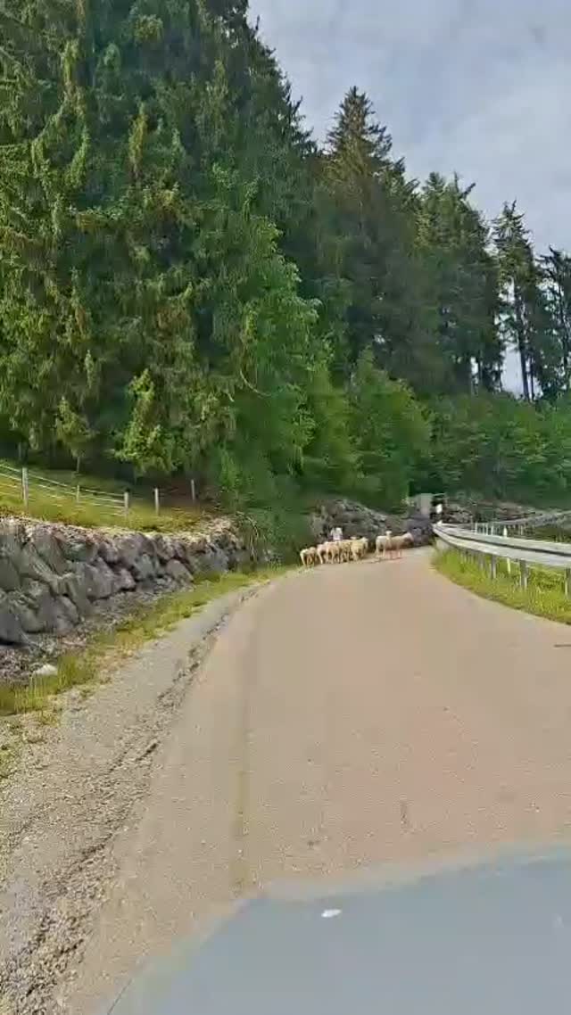 Joggen mit meinen Mädels 🏃♀️
Wer hat wohl mehr Ausdauer?
#urlaubaufdembauernhof #schafe #landleben #allgäu #natur